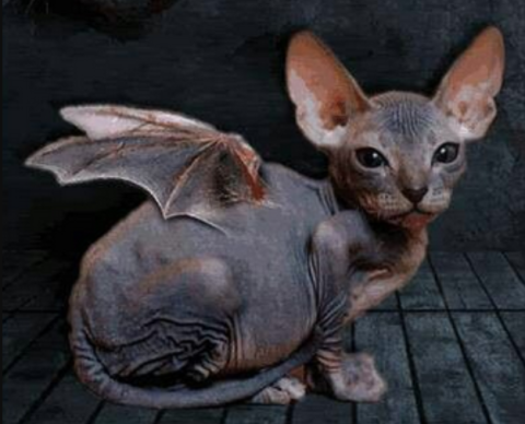 Illyana's demon kitten, Eris
